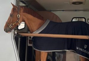 Koń stojący w koniowozie podczas transportu