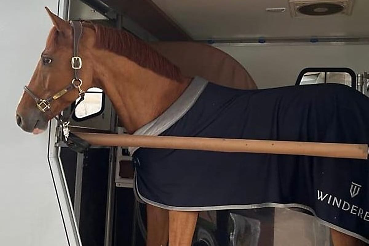Koń w transporcie w przyczepie do transportu koni