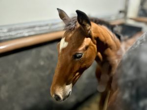 Źrebak z matką w transporcie - pierwsza podróż źrebięcia